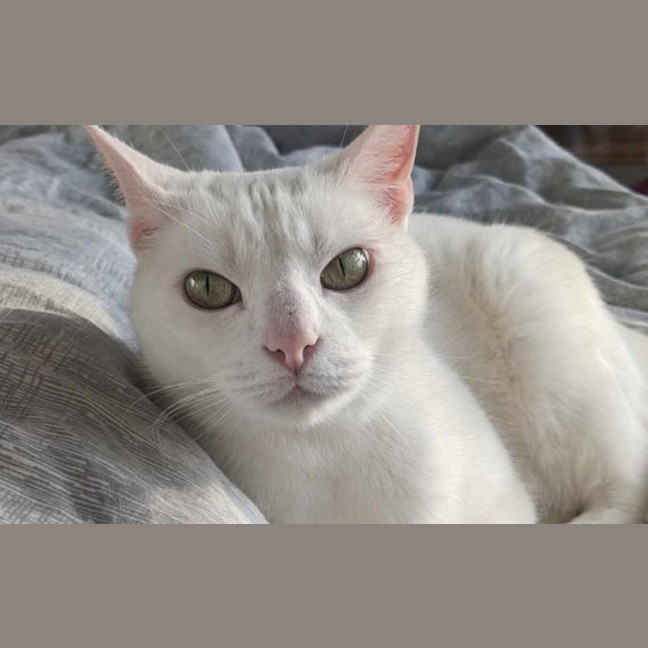 Photo of Mika