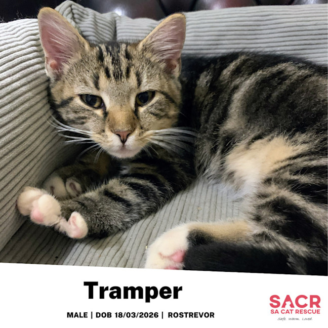 Photo of Tramper