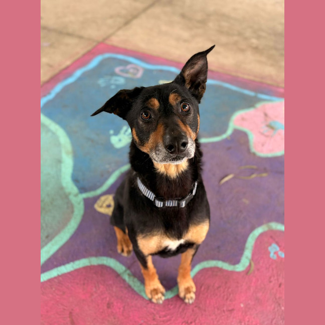 Photo of Ringo