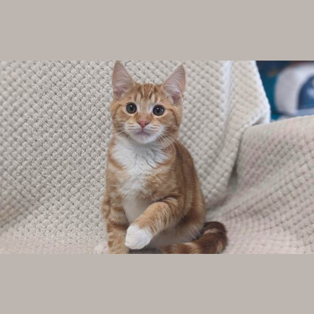 Photo of Apollo