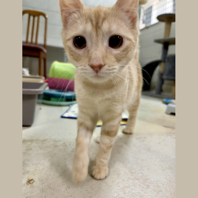 Photo of Crumpet