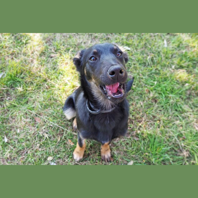 Photo of Angus