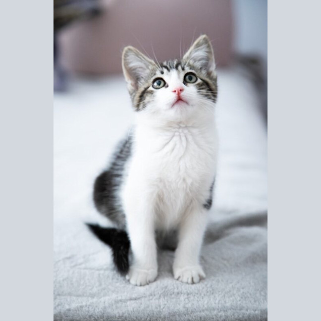 Photo of Waffles