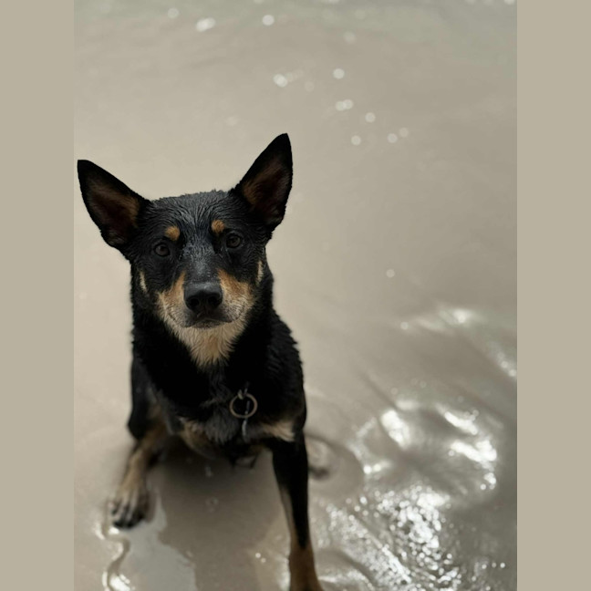 Photo of Leo   3 Year Old Kelpie X Cattle Dog