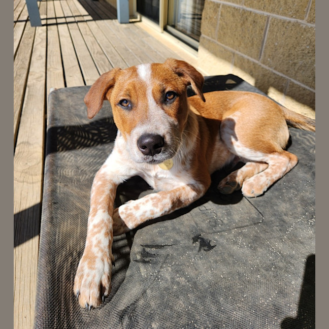 Photo of Gabbro
