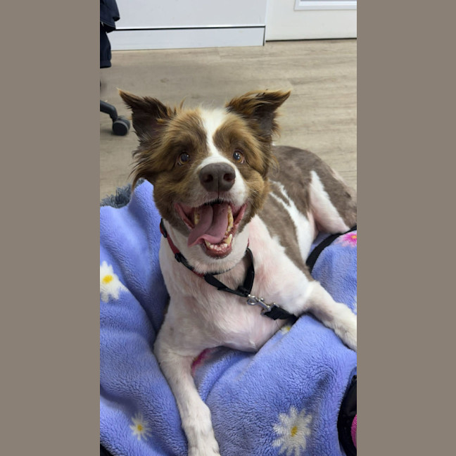 Photo of Oscar