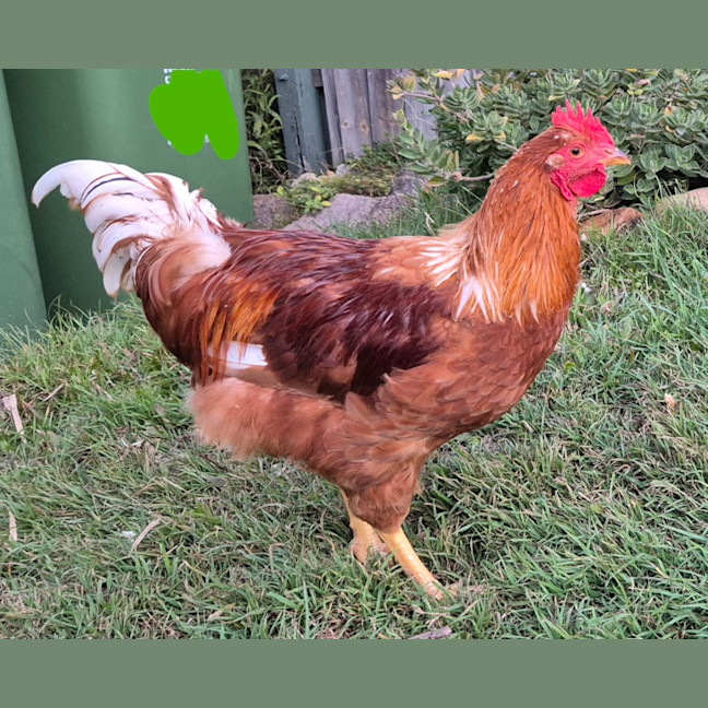 Photo of Honey The Rooster