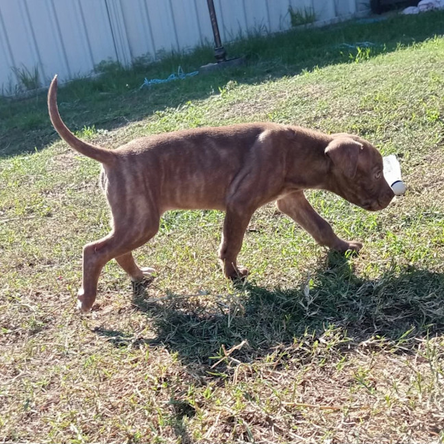 Photo of Dot