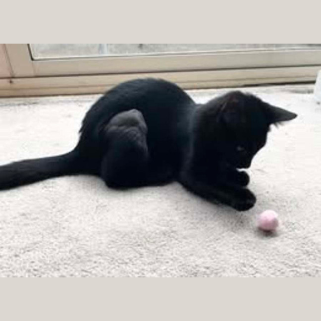 Photo of Piper   Reduced Adoption Fee