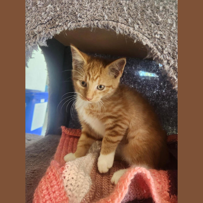 Photo of Cathy Freeman