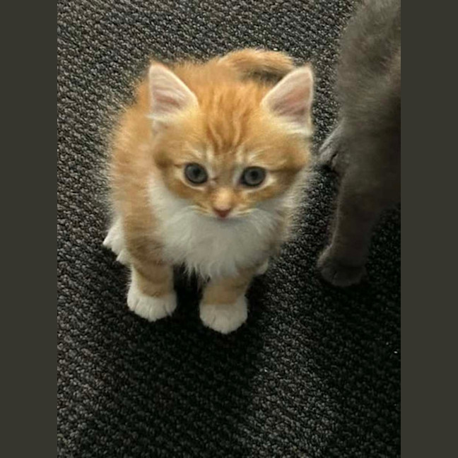 Photo of Othello