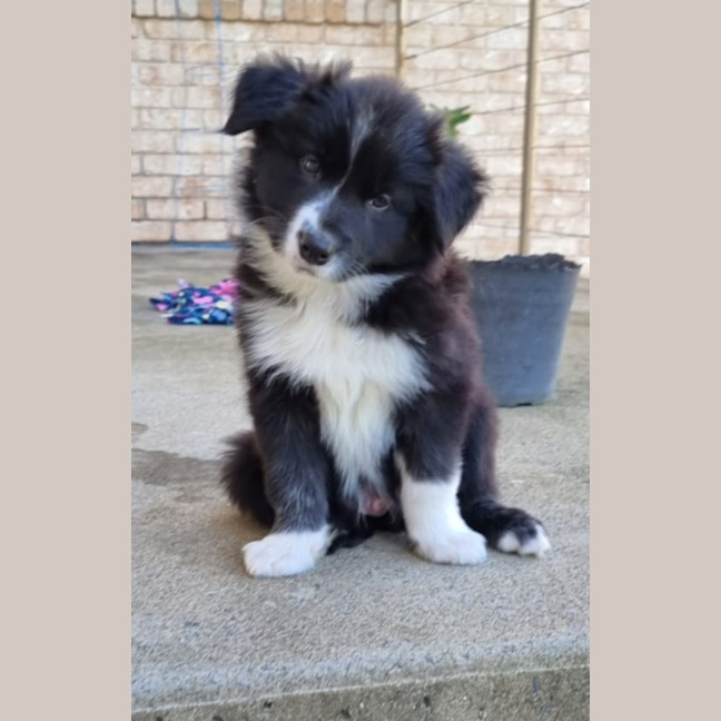 Photo of Kai