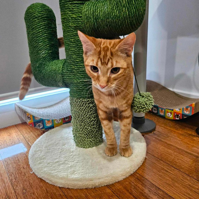 Photo of Pablo   Located In Melton South