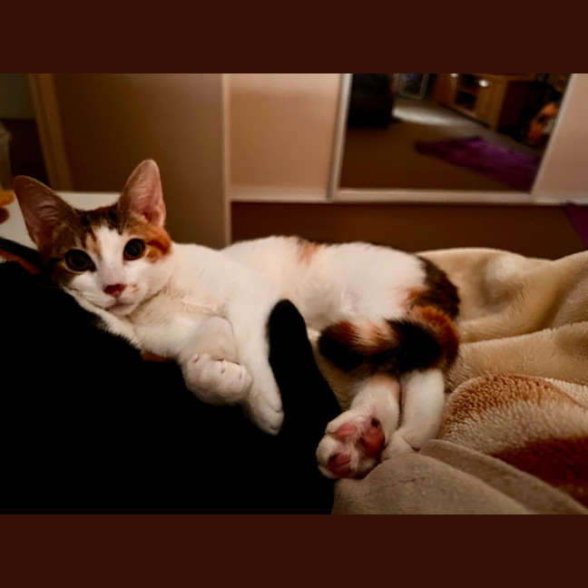 Photo of Ginger