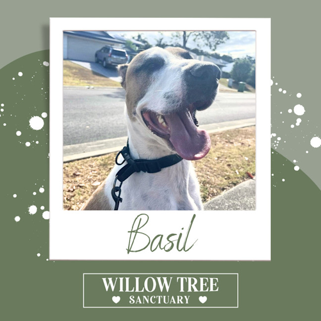 Photo of Basil