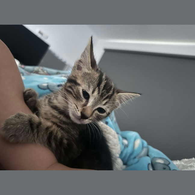 Photo of Winston