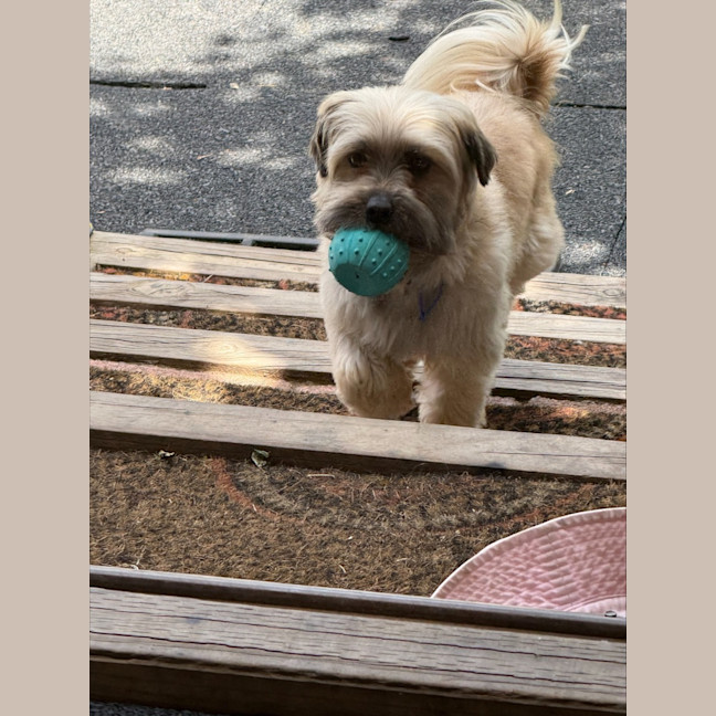 Photo of Bella & Ollie   6 Year Old Maltese X