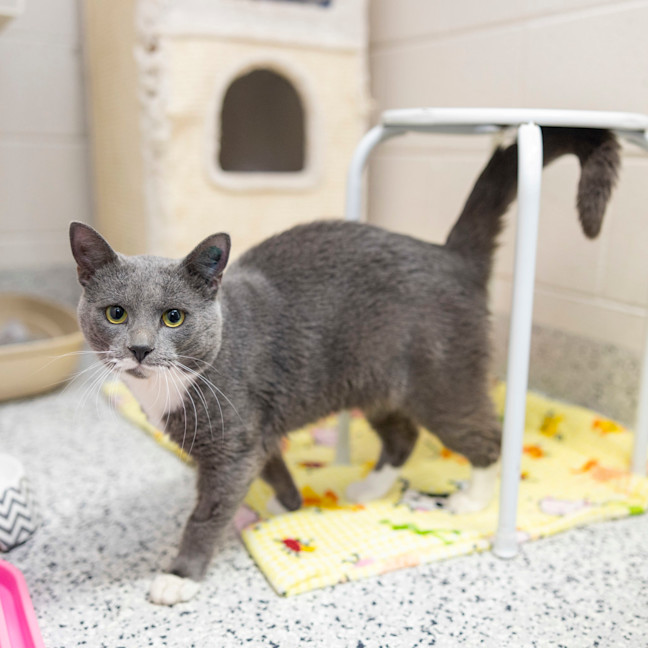 Photo of Sir Handsome Pants