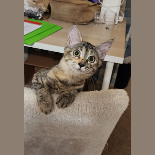 Photo of Charlie   4 Month Old Domestic Medium Hair