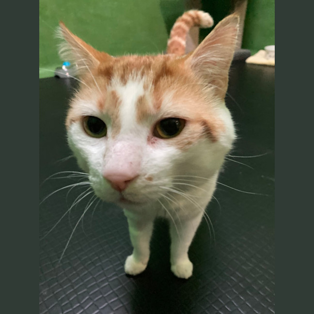 Photo of Marmalade (Bonded To Steam Bun)