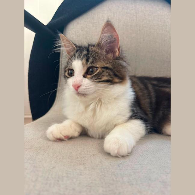 Photo of Maisie