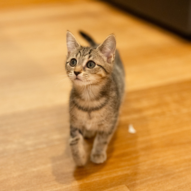 Photo of Nacho