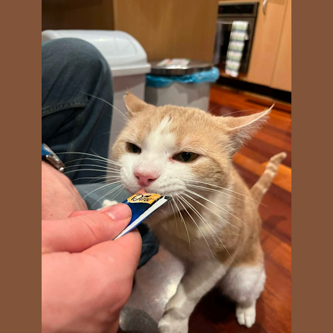 Photo of Trevor   In Foster In Flemington