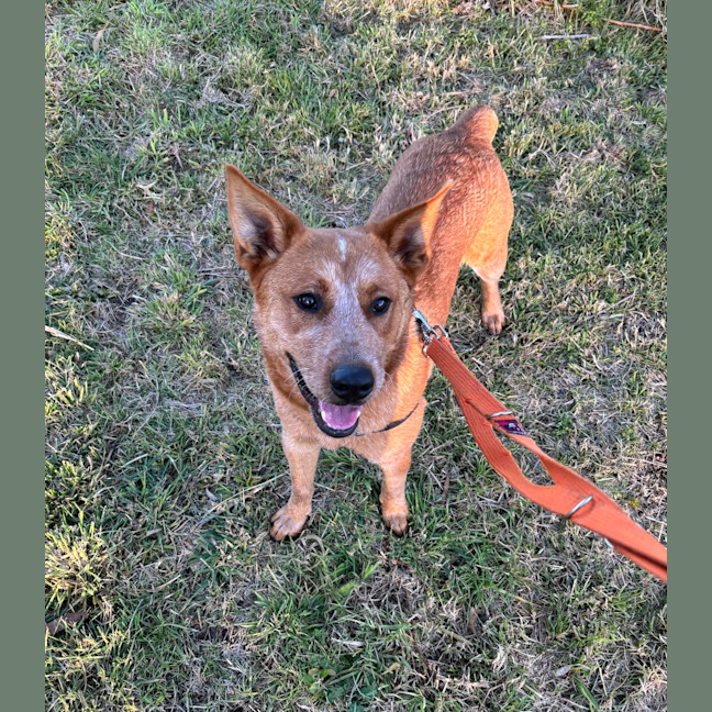 Photo of Remi