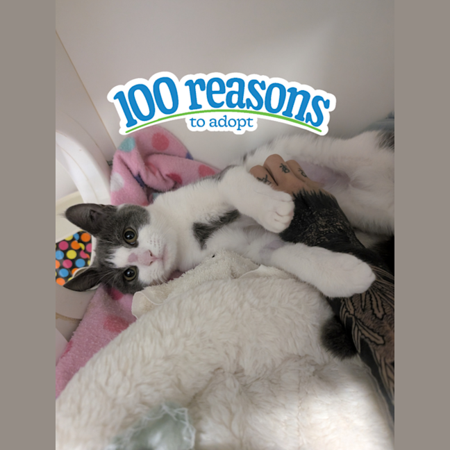 Photo of Cookie