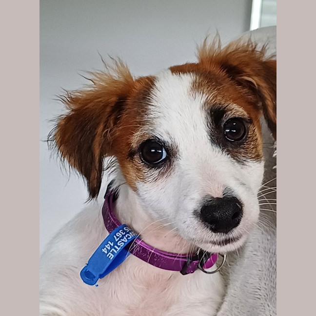 Photo of Lily   8 Week Old Jack Russell X