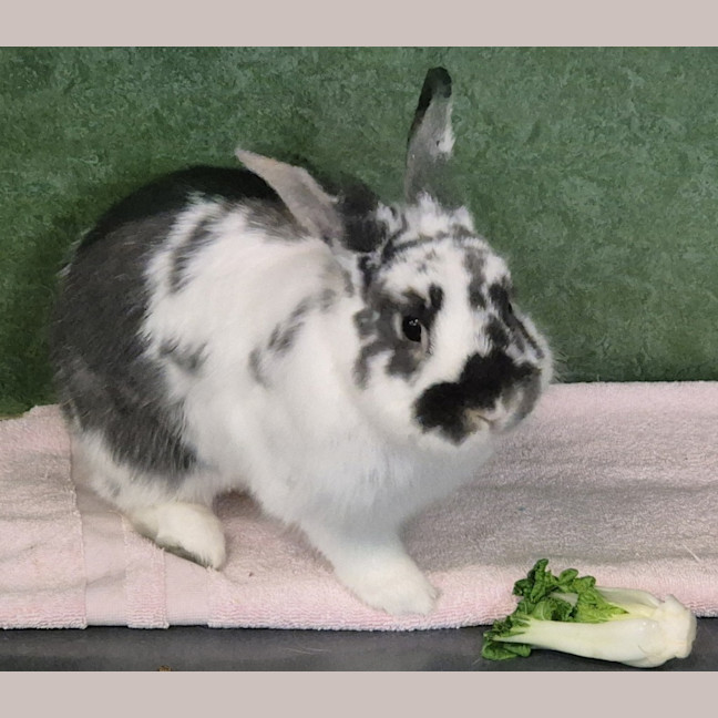 Photo of Spud 