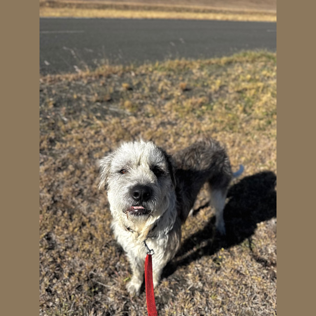 Photo of Winston 