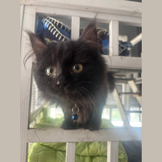 Photo of Nitro