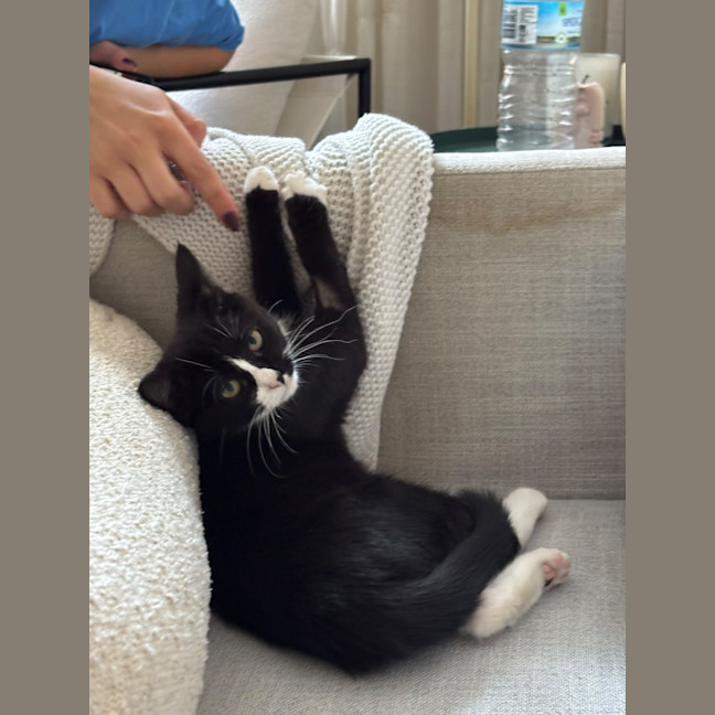 Photo of Domino