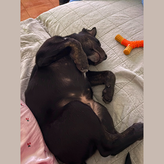 Photo of Nugget