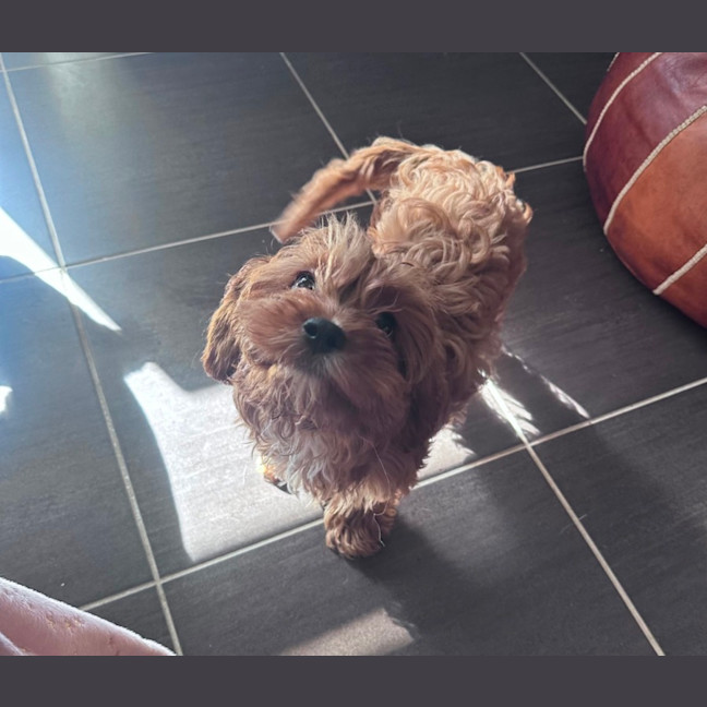 Photo of Koda 