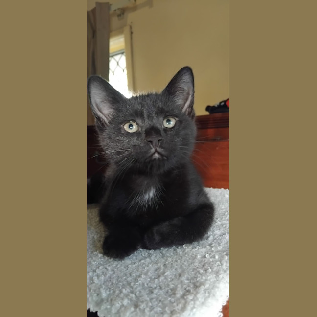 Photo of Shadow 