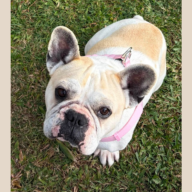 Photo of Lotus