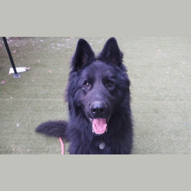 Photo of Maximus