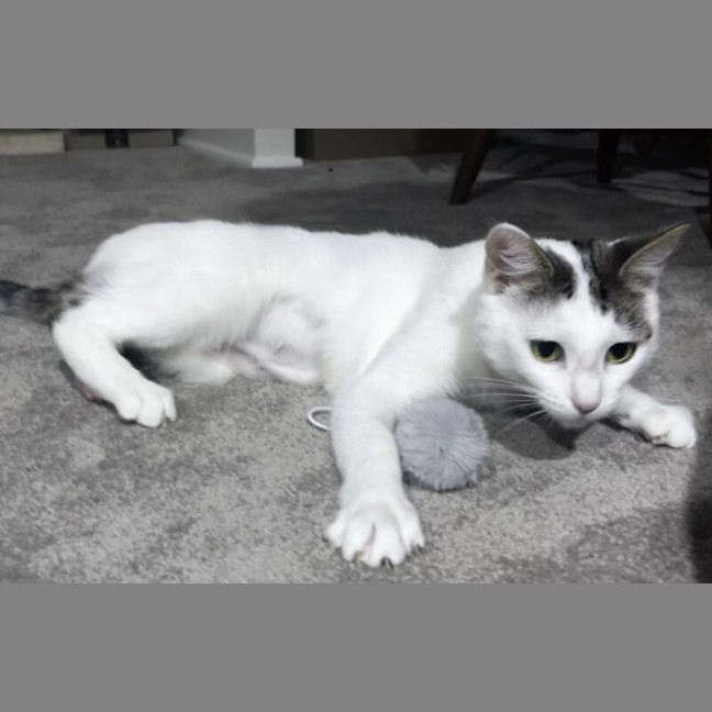 Photo of Snowball