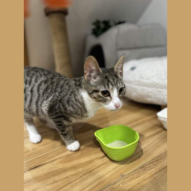 Photo of Sophie   4 Month Old Domestic Short Hair