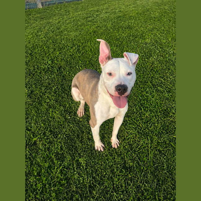 Photo of Chino