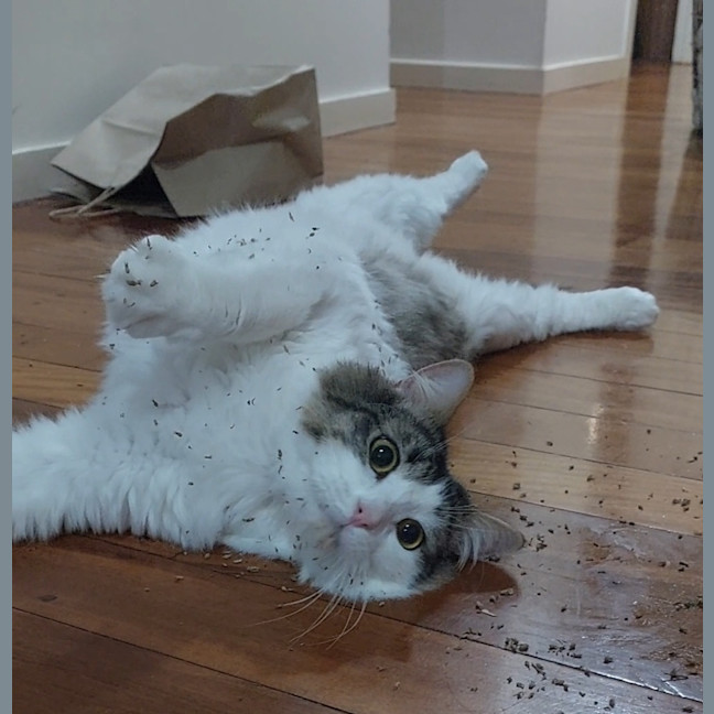 Photo of Atlas