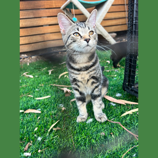 Photo of Shadow
