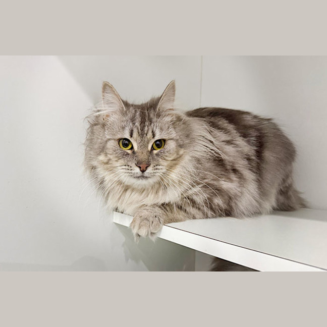Photo of Truffle