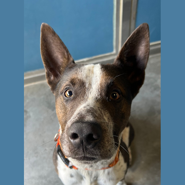 Photo of Banjo
