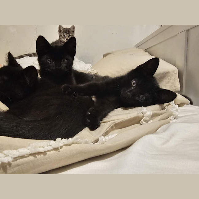 Photo of Tamworth Meet Me@Petstock Keysborough Store 