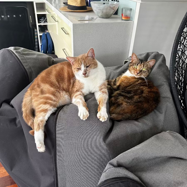 Photo of Nala & Bowie