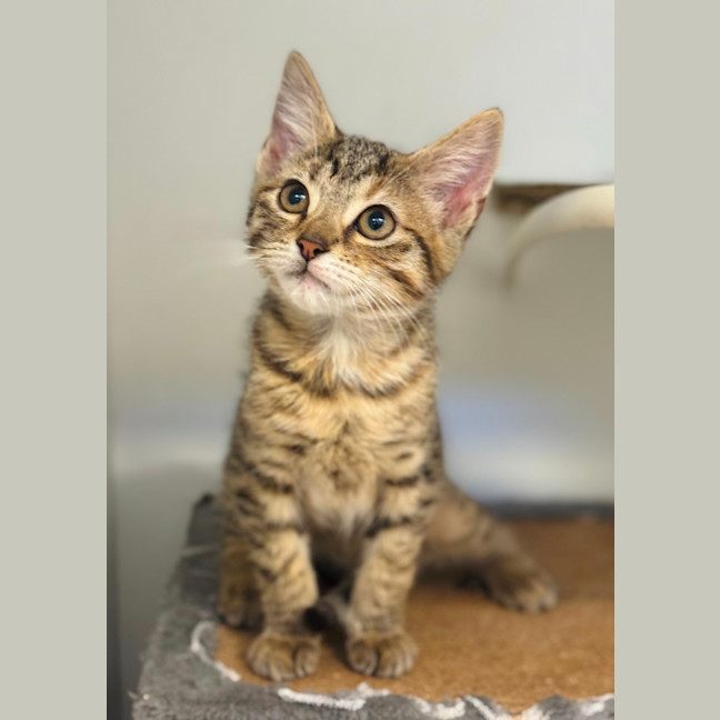 Photo of Honey 