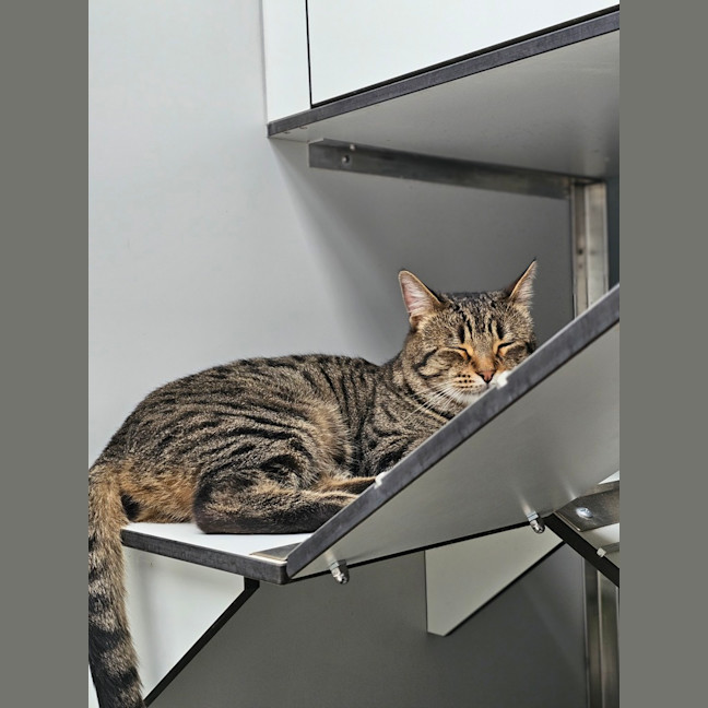 Photo of Galahad